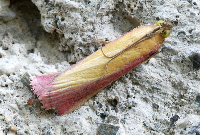 Pyralidae 7